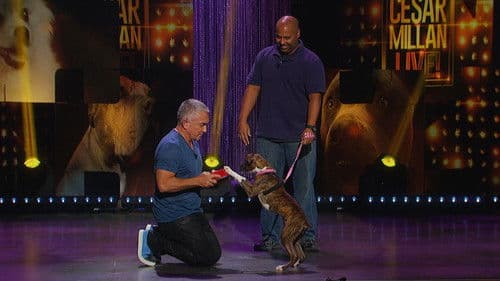 Cesar Millan: Viva Las Vegas! Bild 2