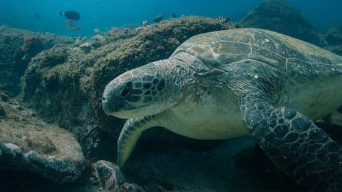 Return: Salvando a las Tortugas Bild 6