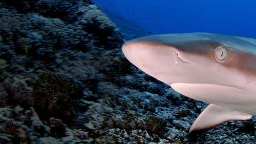 Die Verschollenen Inseln Bild 3