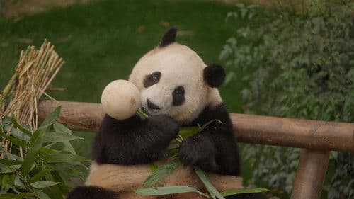 안녕, 할부지 Bild 3