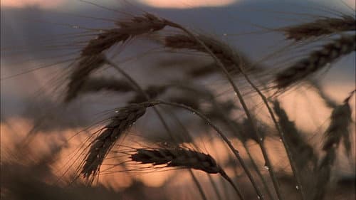 In der Glut des Südens Bild 8