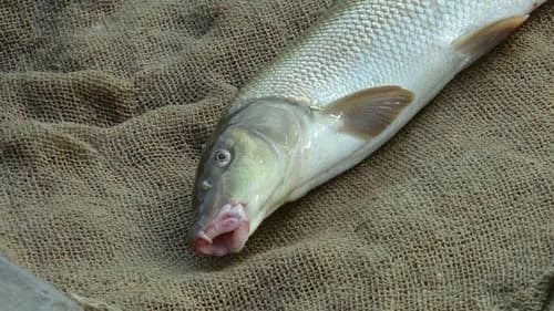 Zlatí úhoři Bild 4