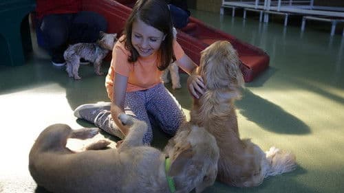 Cesar Millan: Doggie Nightmares Bild 1