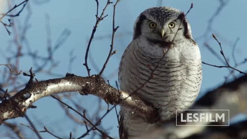 Медведи Камчатки. Начало жизни Bild 5