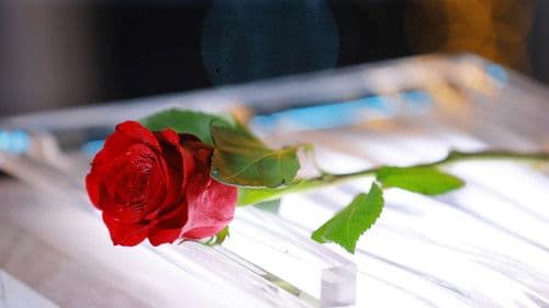 バチェロレッテ・ジャパン Bild 2