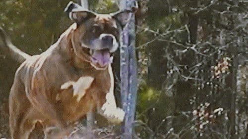 Bonkey: The Mutated Bild 1