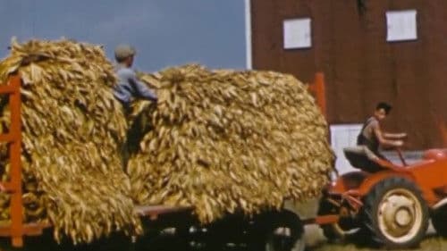 Le tabac jaune du Québec Bild 1