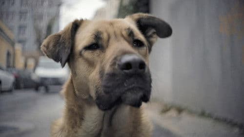 Streuner - Unterwegs mit Hundeaugen Bild 2