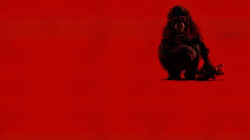 Primate Bild 6
