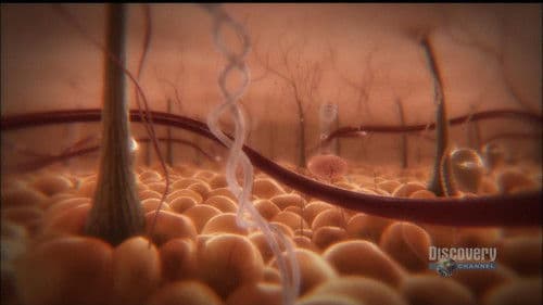 The Human Mind Bild 1