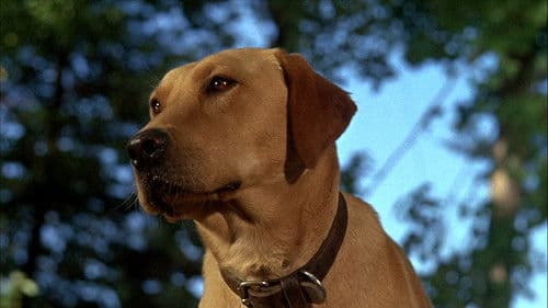 Die unglaubliche Reise Bild 6