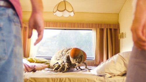 Eine Fliege kommt selten allein Bild 1