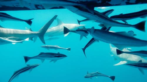 Im Reich der Riesenhaie Bild 4