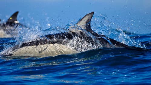 Predator Fail Bild 6