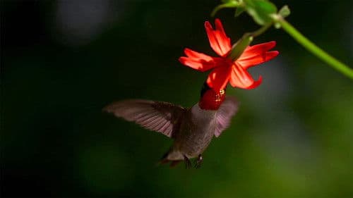 Migrations: Frequent Flyers Bild 1