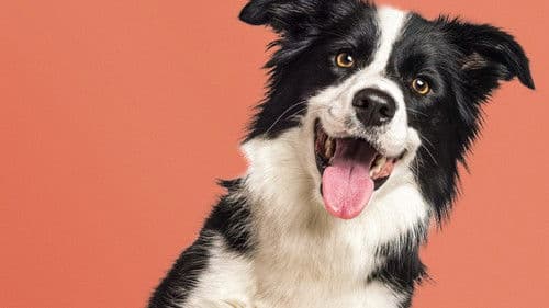 Řekni to psem Bild 1