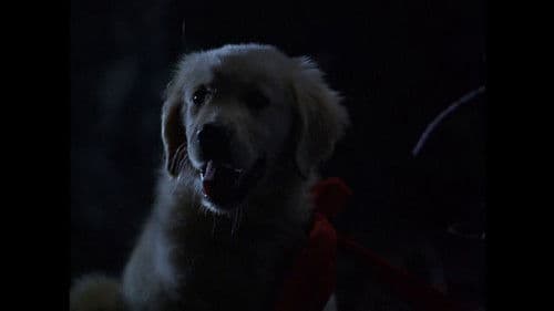 Napoleon - Abenteuer auf vier Pfoten Bild 3