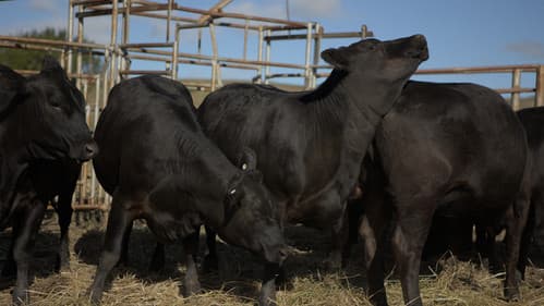 In Vitro - Das Klon-Experiment Bild 6