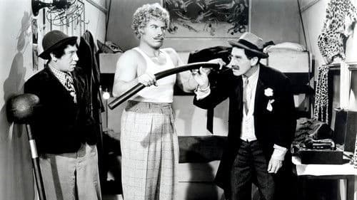 Die Marx Brothers im Zirkus Bild 2