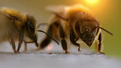 Charlie Bee Company Bild 1