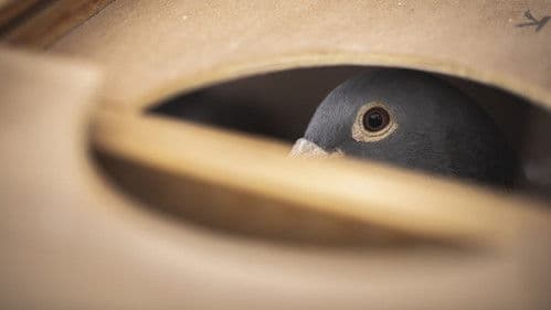 Das millionenschwere Taubenrennen Bild 3