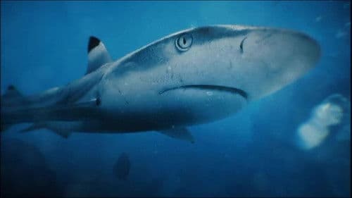 Une saison à Tahiti Bild 1