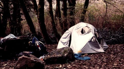 Old Growth Murder Bild 2