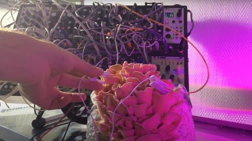 Green Grey Black Brown Bild 3