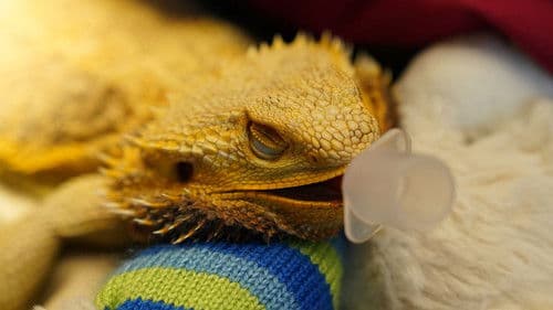 Dr. T, Lone Star Vet Bild 6