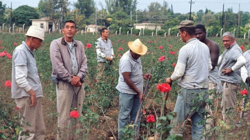 Waiting for Fidel Bild 1