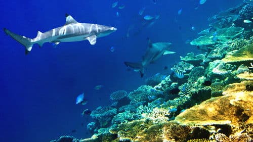 Das Paradies der Haie Bild 3