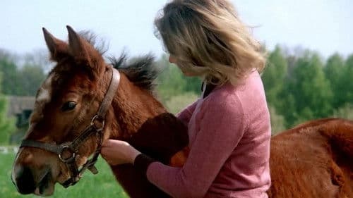 Der Hengst Karino Bild 3