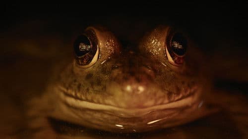 Nightmares of Nature Bild 5