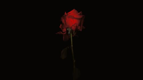 Oslo, 31. August Bild 2