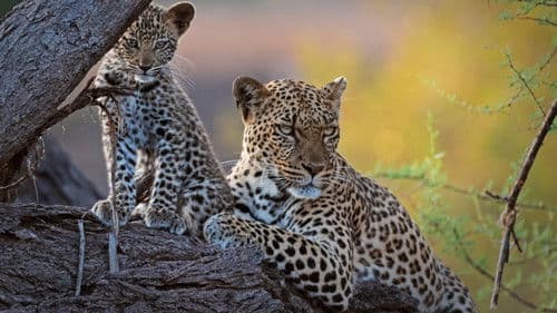 Mashatu: Land der Leoparden Bild 3