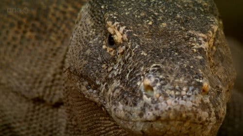 The Natural World--Komodo: The Deadly Bite Bild 1