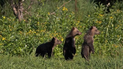 Russia's Wild Sea Bild 6