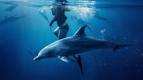 Saved From a Shark Bild 1