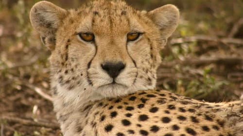 Serengeti Speed Queen Bild 2