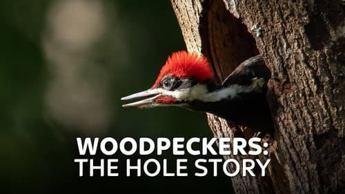 Woodpeckers: The Hole Story Bild 1