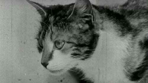Kitty Cleans Up Bild 1