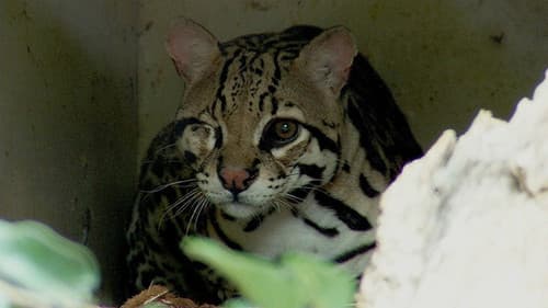 Resgate Animal Bild 1