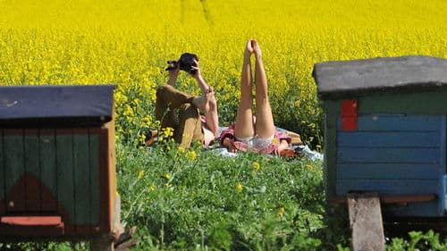 Afonia i pszczoły Bild 3