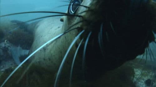 The Old Man and the Sea Lion Bild 1