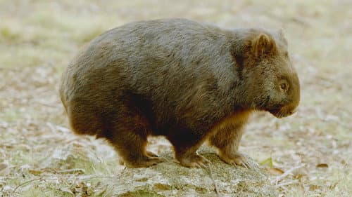 Secret Life of the Wombat Bild 5