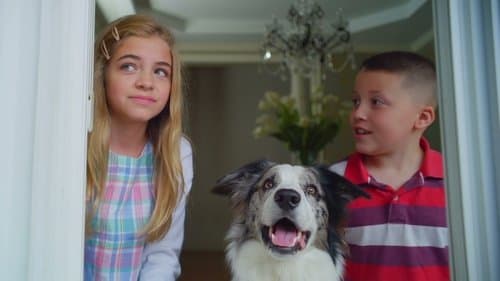 Die Hunde-Gang - Helden auf vier Pfoten Bild 1