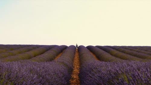 Valensole 1965 Bild 6