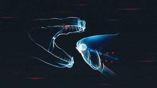 Hai vs. Thunfisch Bild 1