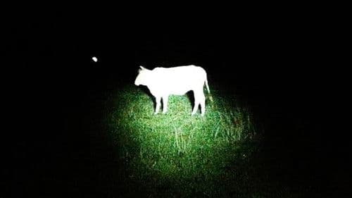 Hindi Sila Tatanda Bild 1