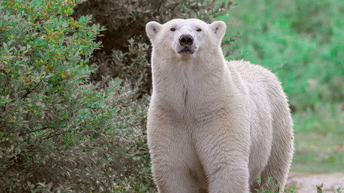 Königreich der Eisbären Bild 7